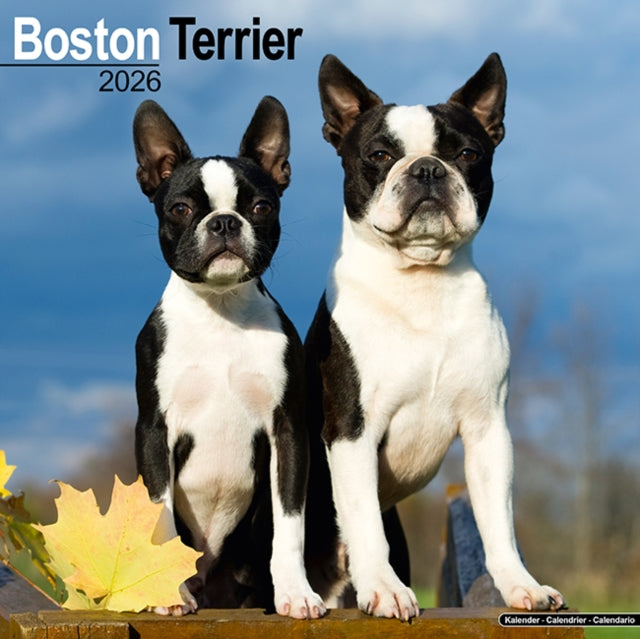 Boston Terrier Calendar 2026 Square Dog Breed Wall Calendar - 16 Month 9781804606186